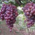 2019 new season xinjiang grape export sweet red grape wholesale